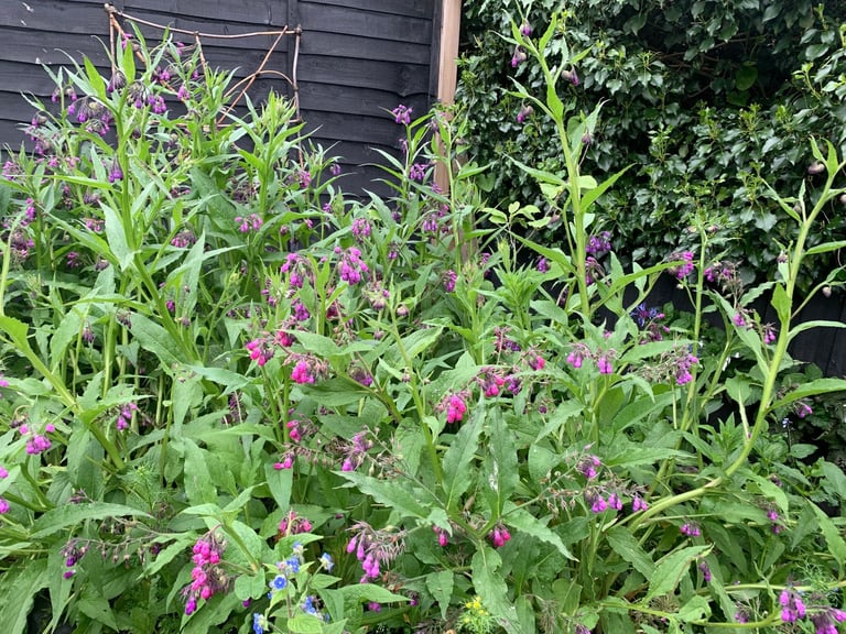image for Comfrey **packs of three**