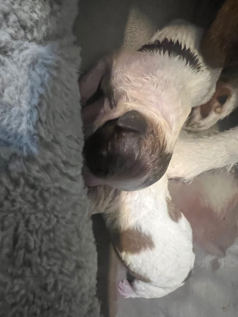 Jack Russell puppies