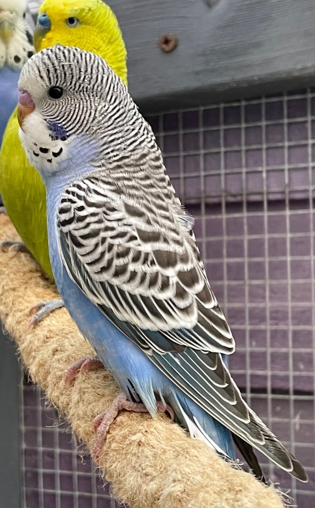 Young budgies 2025 