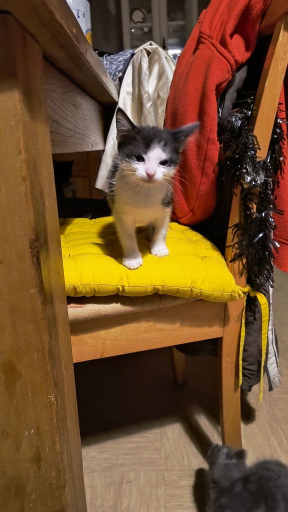 Catss kittens