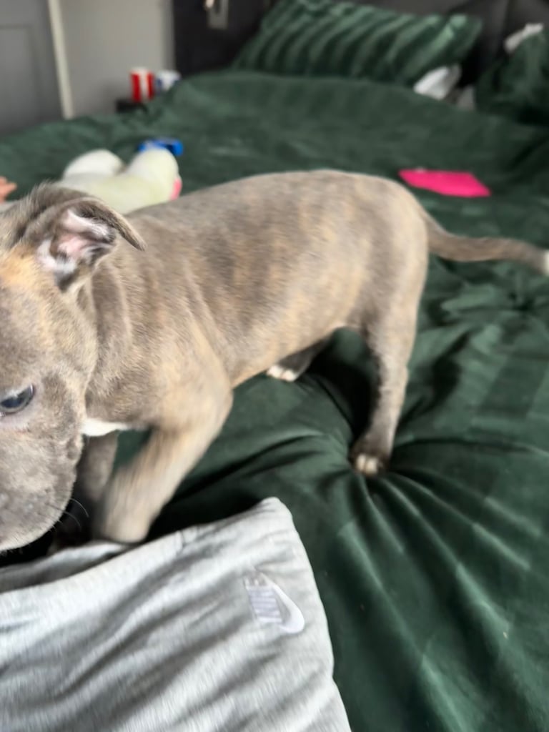 Staff pups 