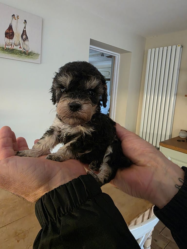 Lovely F2b cockapoos 