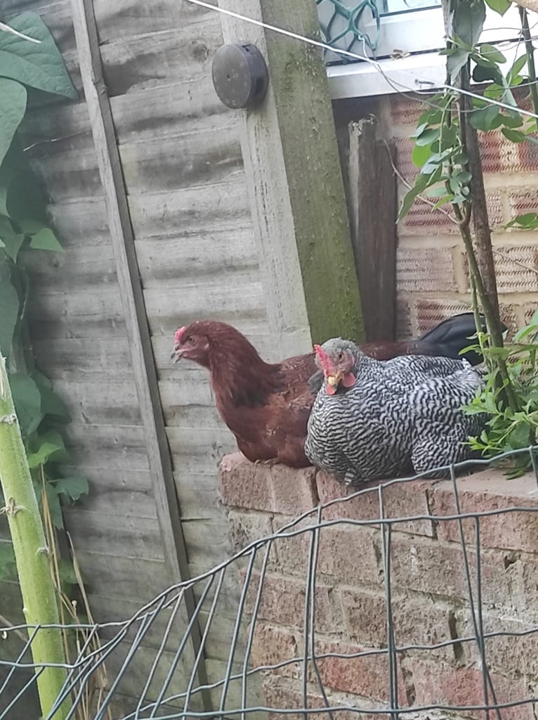 Barred Rock Rooster and aseel/asil rooster