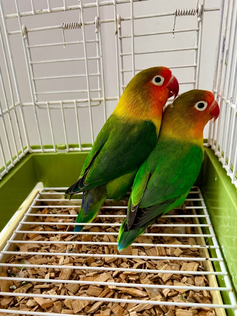 image for Beautiful Pair of FlSHERS L0VEBlRDS .