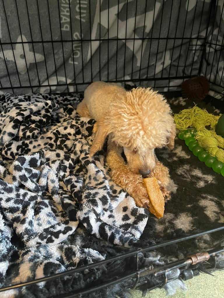 Miniature poodle male 