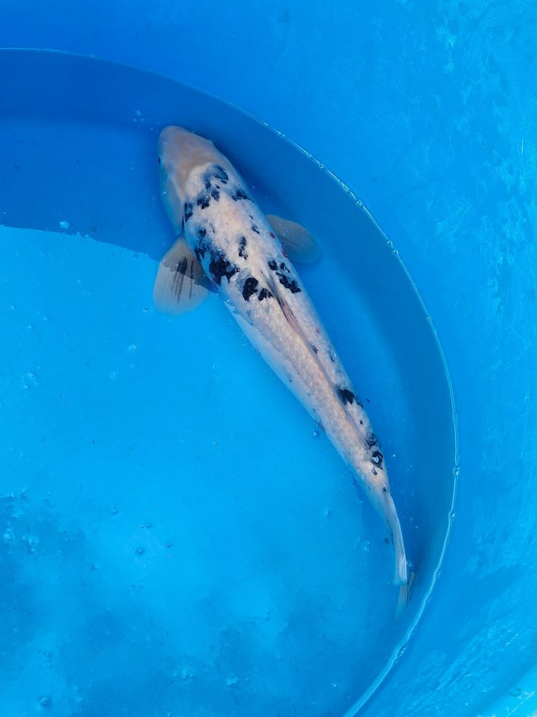 Large Japanese koi fish for sale 