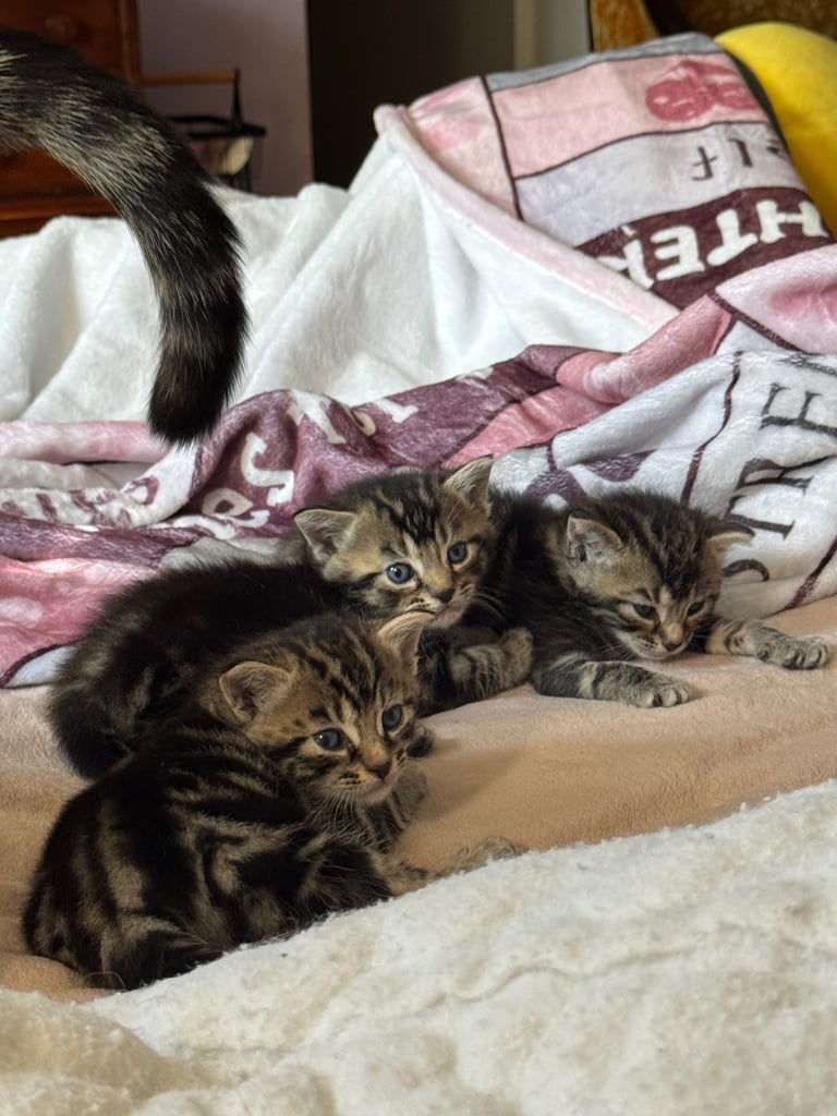 Tortoiseshell Kittens (Boys) Ready for new Homes