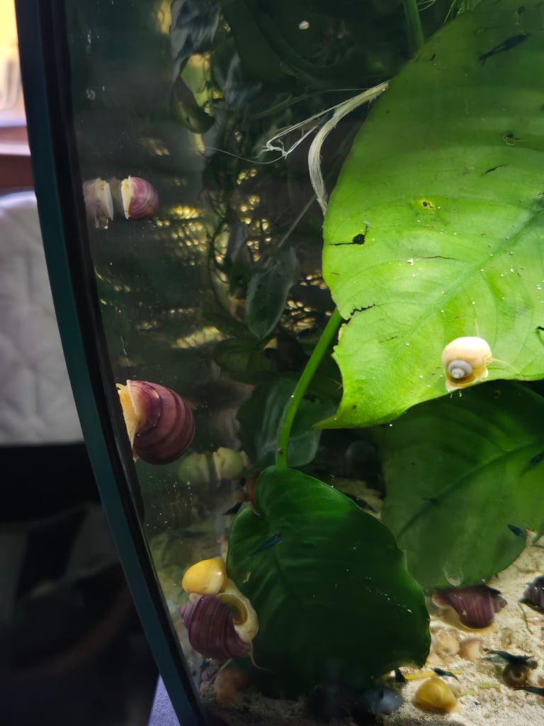 Tropical Blue Neocaridina Cherry Shrimp High Grade UK and mystery snails Various Deals Available
