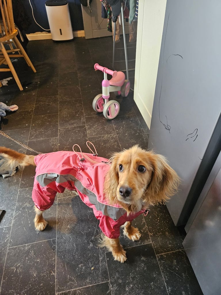 F2 Cockapoo 6 months old