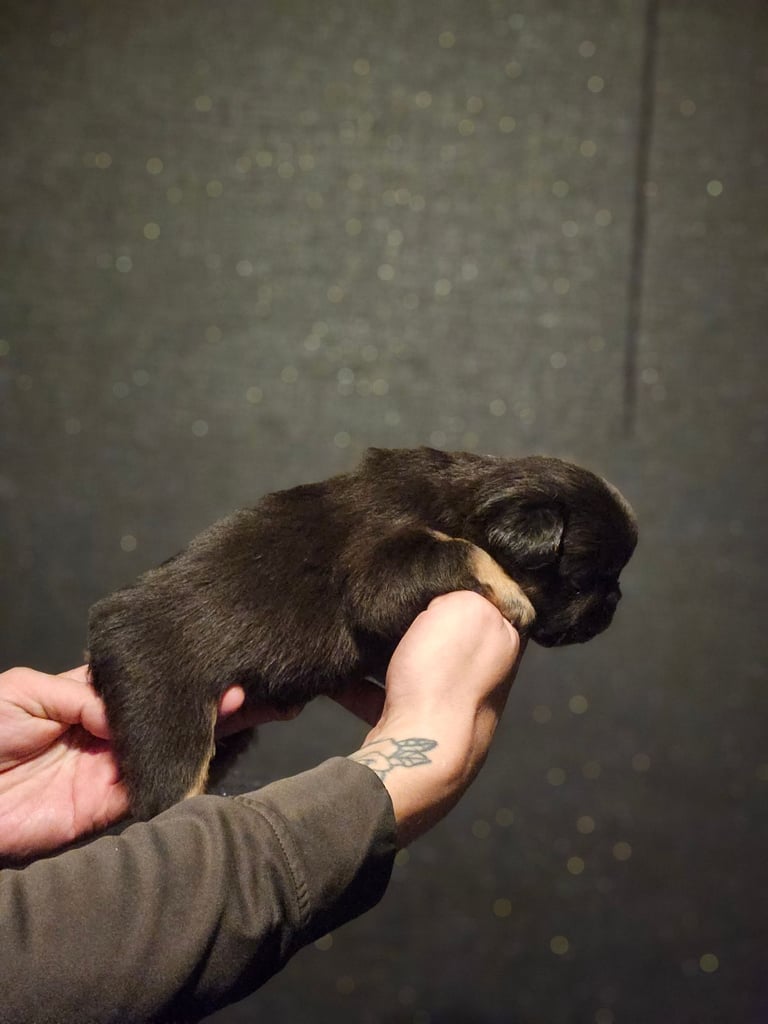 8 beautiful fluffy frenchies 