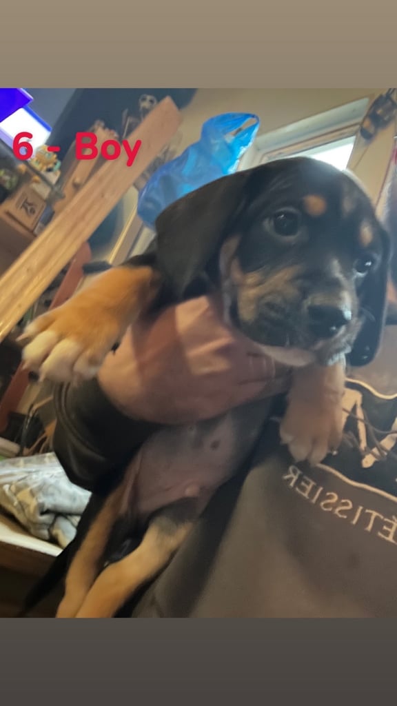 Old Tyme English Bulldog x Sproodle Puppies