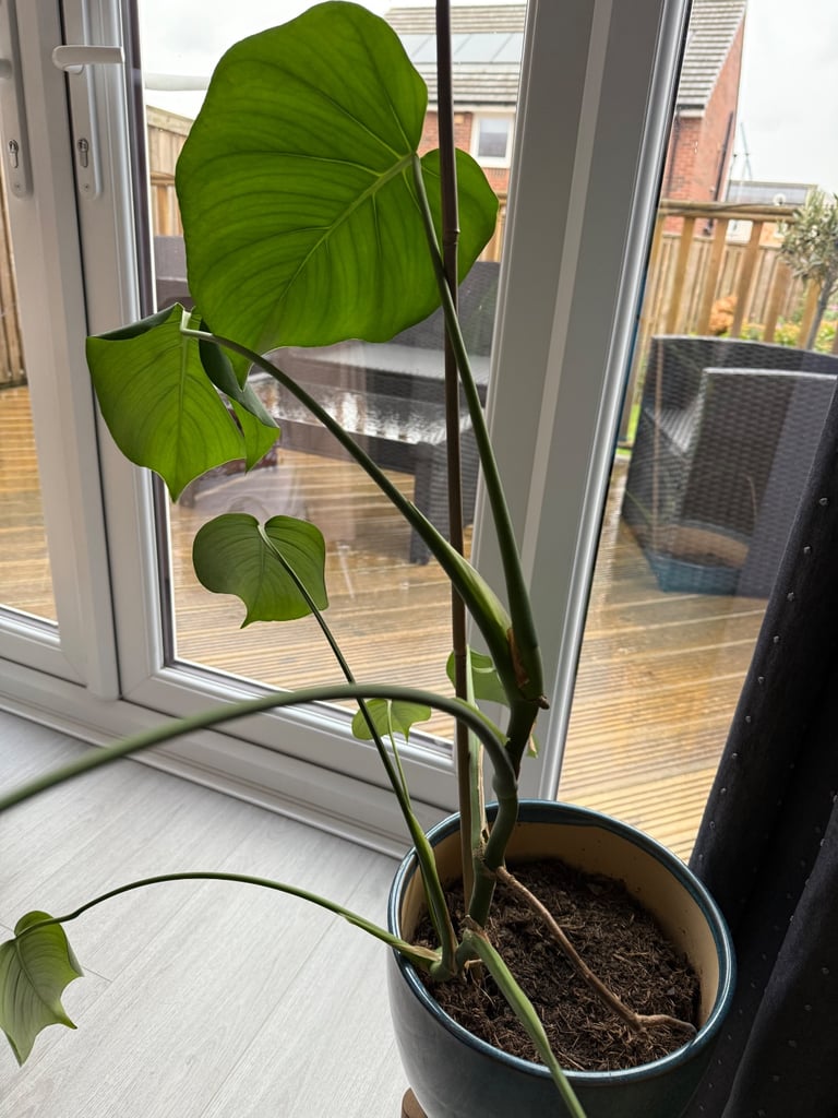Monstera plant - blue pot 