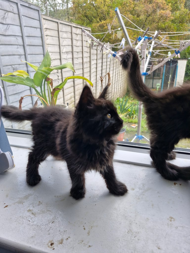 XL Maincoon x Ragdoll kittens