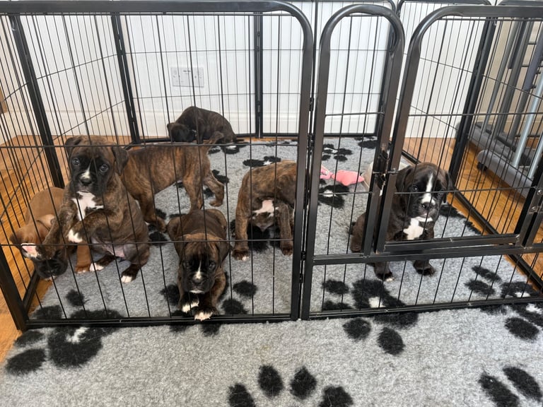 KC Bobtail boy puppy - Ready to leave 💙💙