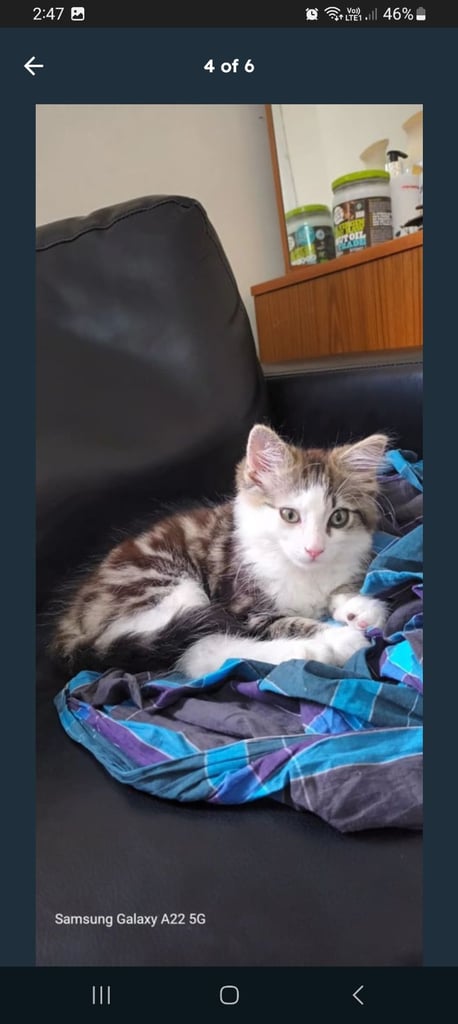 Kitten 