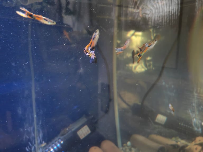 Tropical fish guppy and bristlenose pleco 