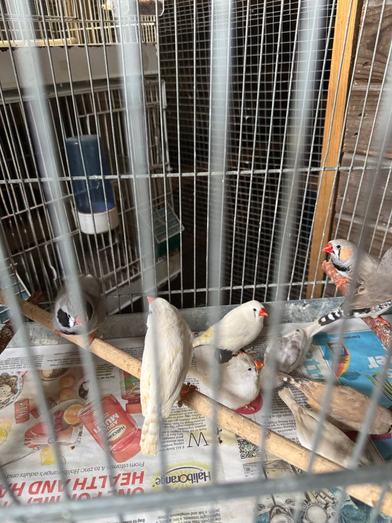 Canary, zebra for sale