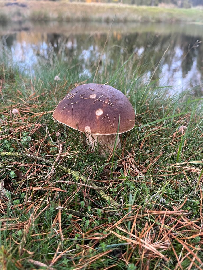 Citroen, DISPATCH, Panel Van, 2015, Manual, 1560 (cc)