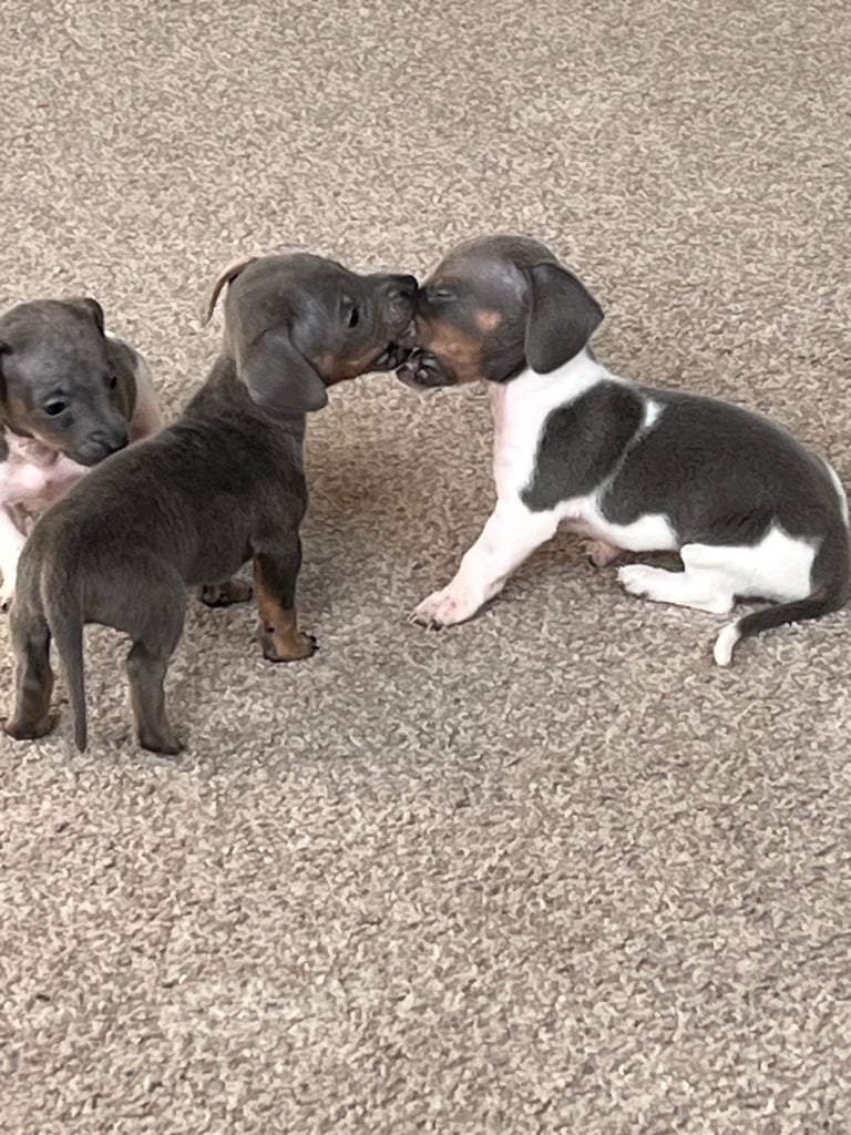  Based in crook county durhamMicro mini dachshunds 