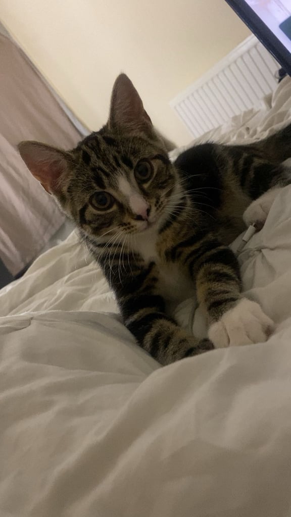 Friendly tabby kitten 6 months ready for new home 