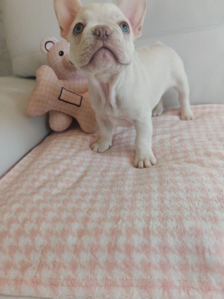 LAST ONE!! PRICE DROP !!PLATINUM MALE Chocolate merle and lilac fluffy carriers french bulldog