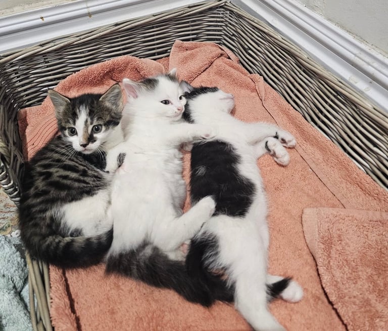 🐾 Adorable 3 male Kittens Ready for Their Forever Homes! 🐾