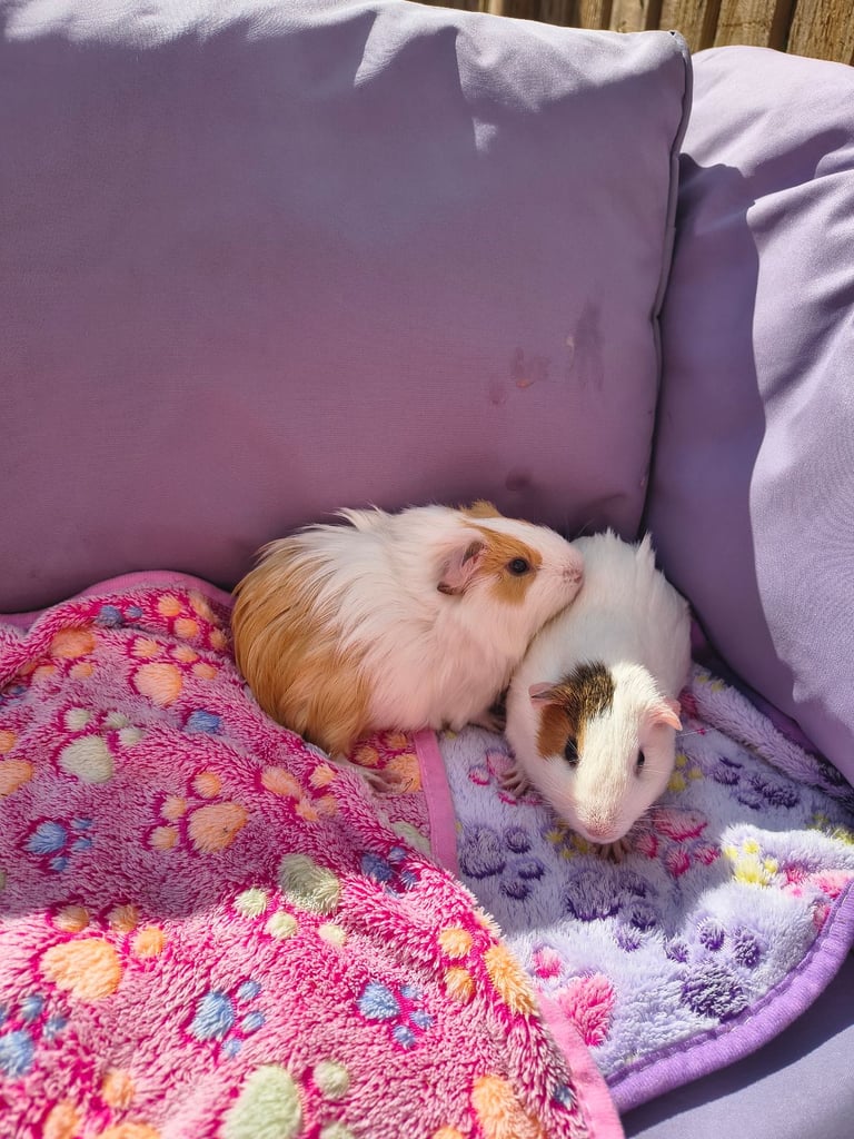 Two guinea pigs 