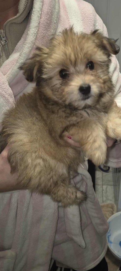 Jack russell/Pomeranian 