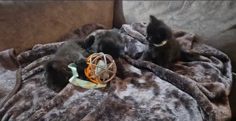 British short hair cross ragdoll kittens 