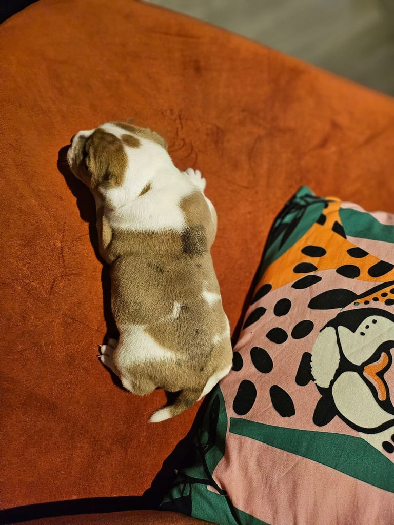 British Bulldog Staff cross (Old Tyme Bulldog)