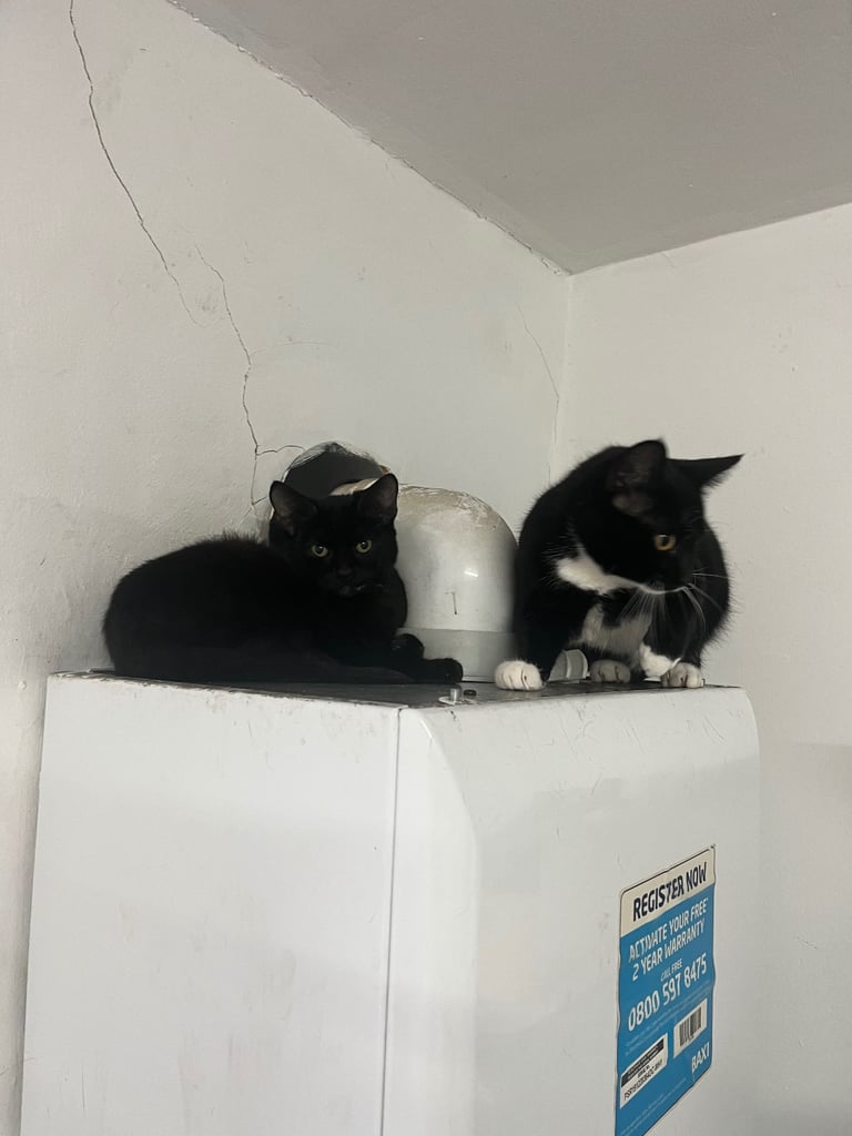 Kitten & cats for sale 