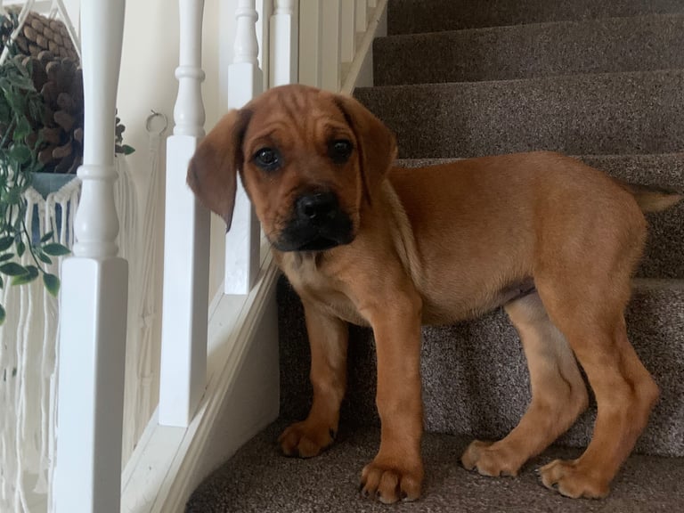 Forever home wanted 
