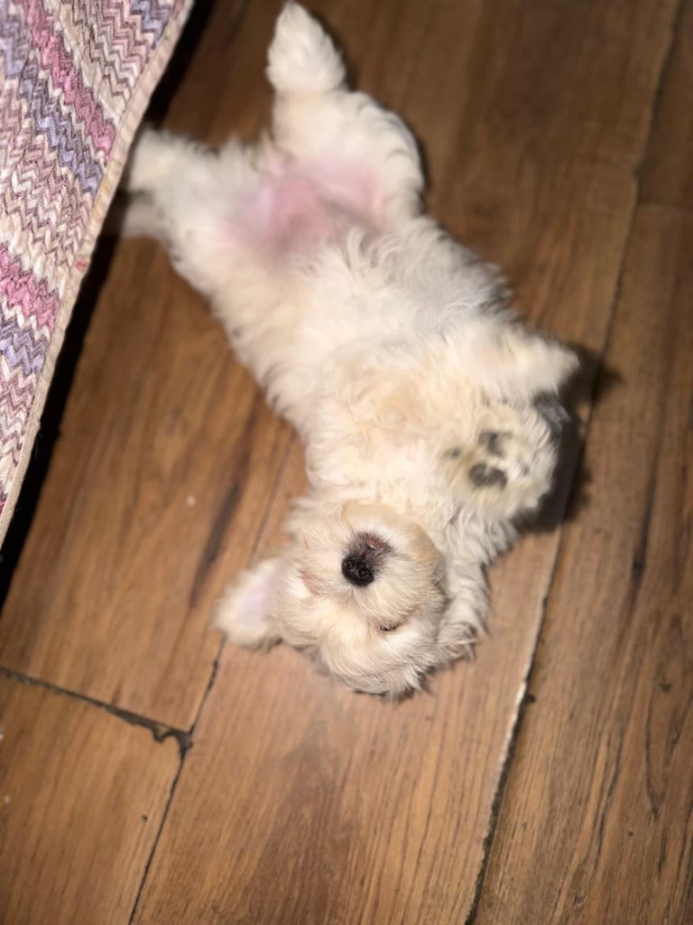 Bichon maltese for sale
