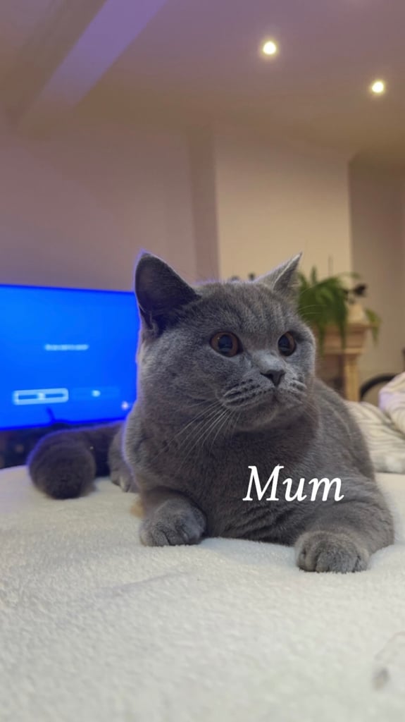 BSH kittens - All SOLD 