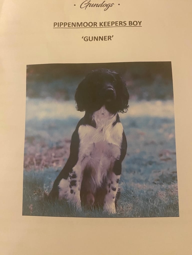 English Springer Spaniels