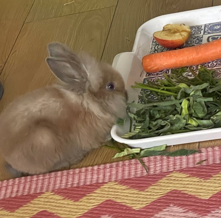 Selling Beautiful Blue eyed baby bunnies in pairs! Manchester based