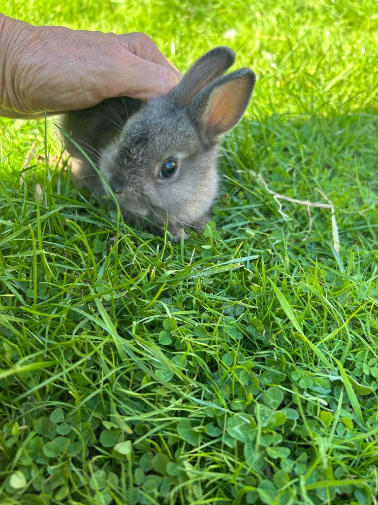ONLY ONE LEFT! Beautiful Netherland dwarf baby bunnies 
