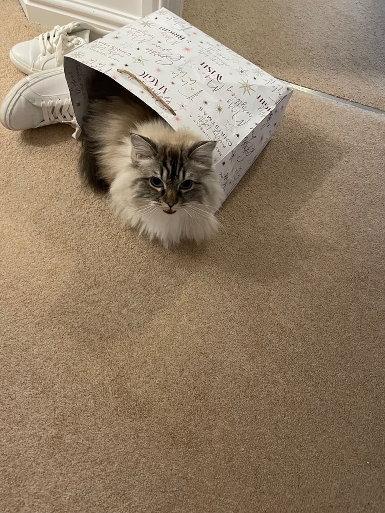 Female Adult Ragdoll for Rehoming