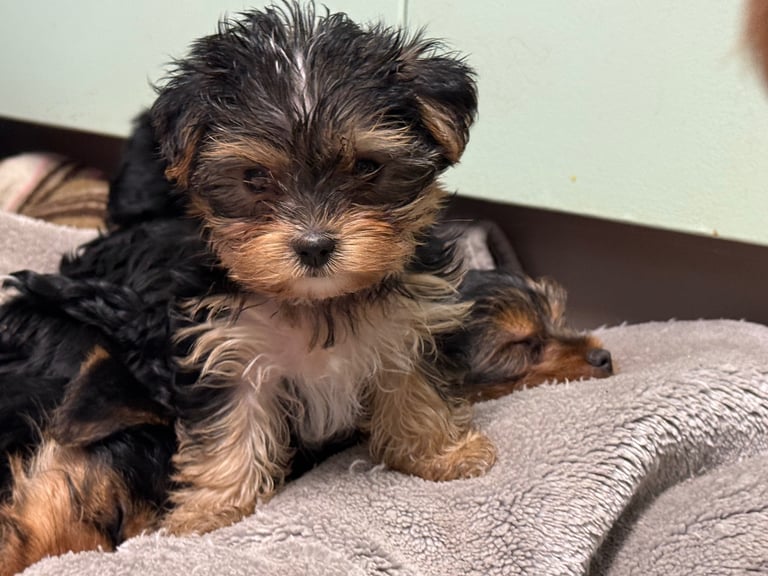 Miniature Fox Toy Fox Terrier Yorkie Mix Puppies For Sale Yorkshire