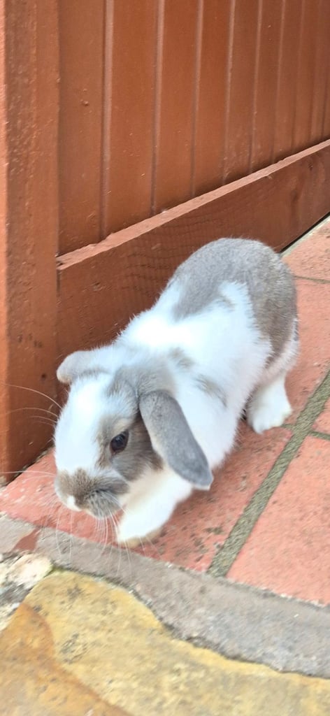 ​Pair of Adorable 14-Week-Old Rabbits with Luxury Hatched® Noah's Ark Hutch - Full Set-Up!