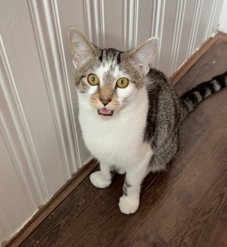 Cats must go together 