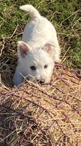 West highland white terrier puppies