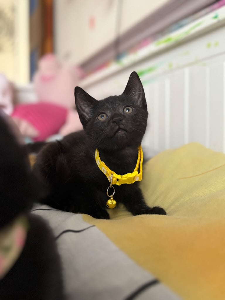 5 kittens for sale 4 girls 1 boy
