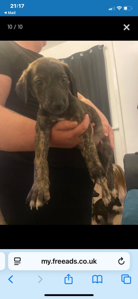Pups puppies 1 male left  and female dont text and say your coming if no please 