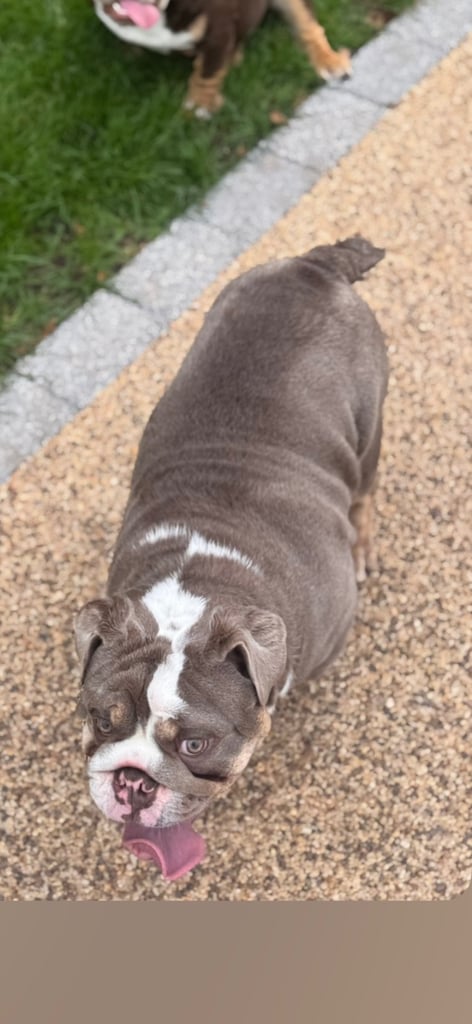 6 month english bull dog 
