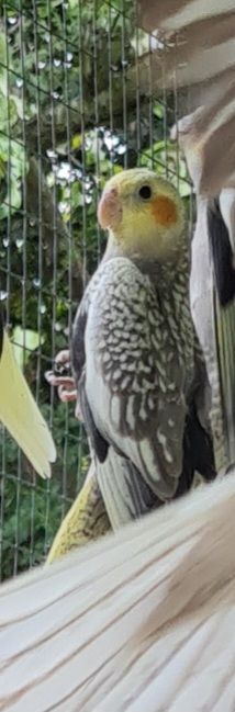 Baby cockatiels