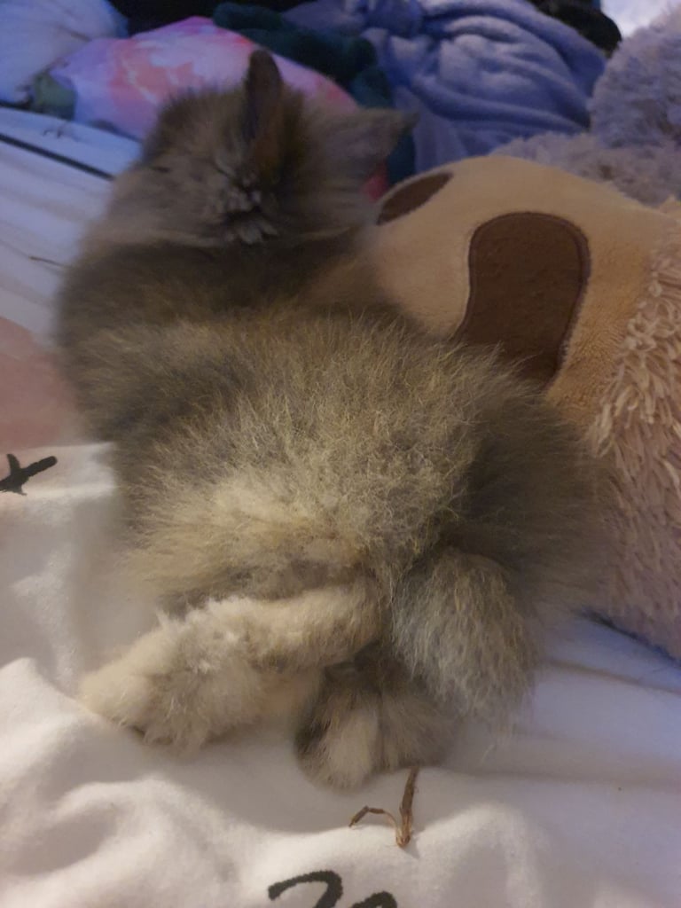 Brown lionhead male bunny