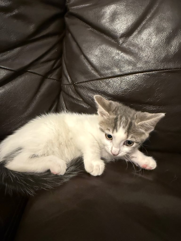 Only 2 left! Cuddly little kittens looking for rehoming 