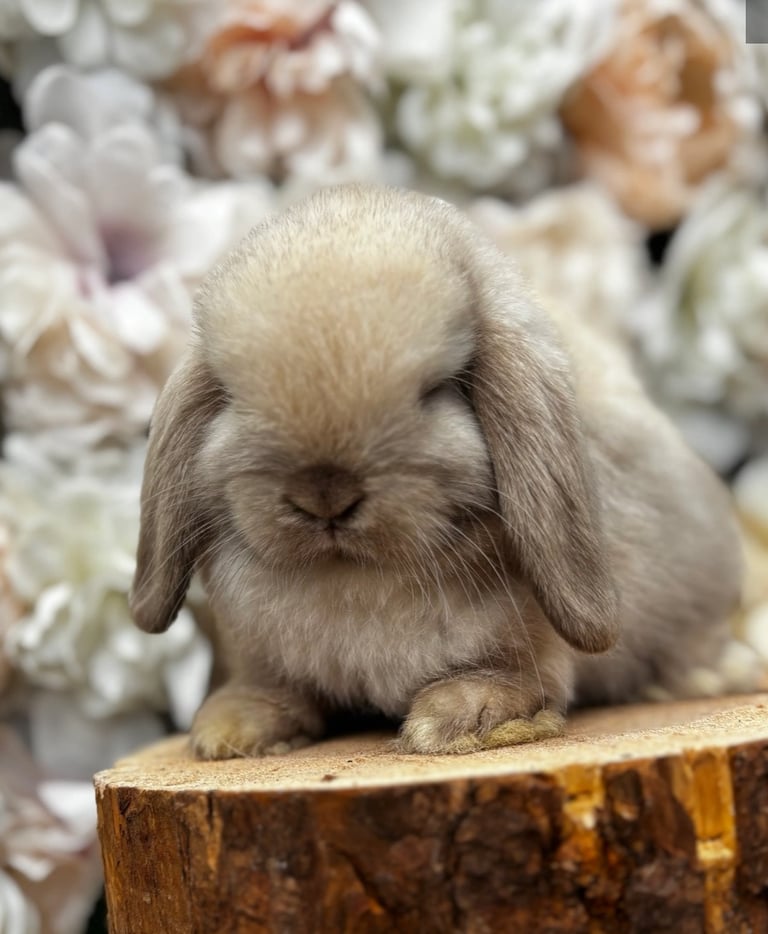 image for Mini flop bunnies 