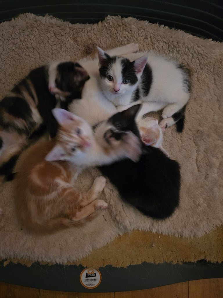 Adorable Playful Kittens! READY NOW!